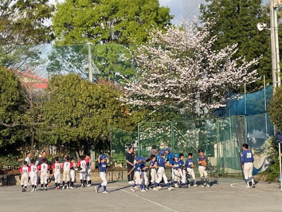 桜の花と野球のお誘い